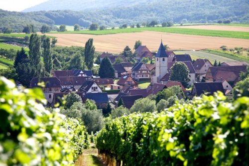 Sur la route des vins biologiques d'Alsace