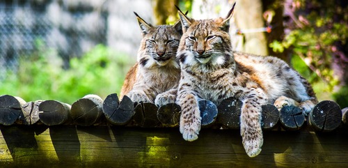 5 parcs animaliers incontournables et atypiques en France ! 🤩