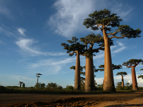 Madagascar - Télétravail au millieu des Baobabs géants